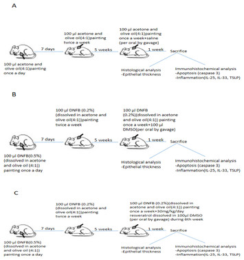 Resveratrol Ameliorates Dinitrofluorobenzene Induced Atopic