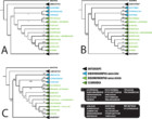 Molecular Phylogeny Of The Megadiverse Insect Infraorder Bibionomorpha