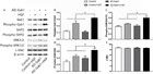 Up Regulation Of Grb2 Associated Binder 1 Promotes Hepatocyte Growth