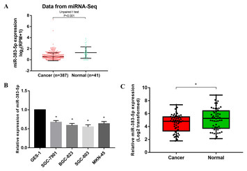 Downregulated Mir P Contributes To The Proliferation And Migration