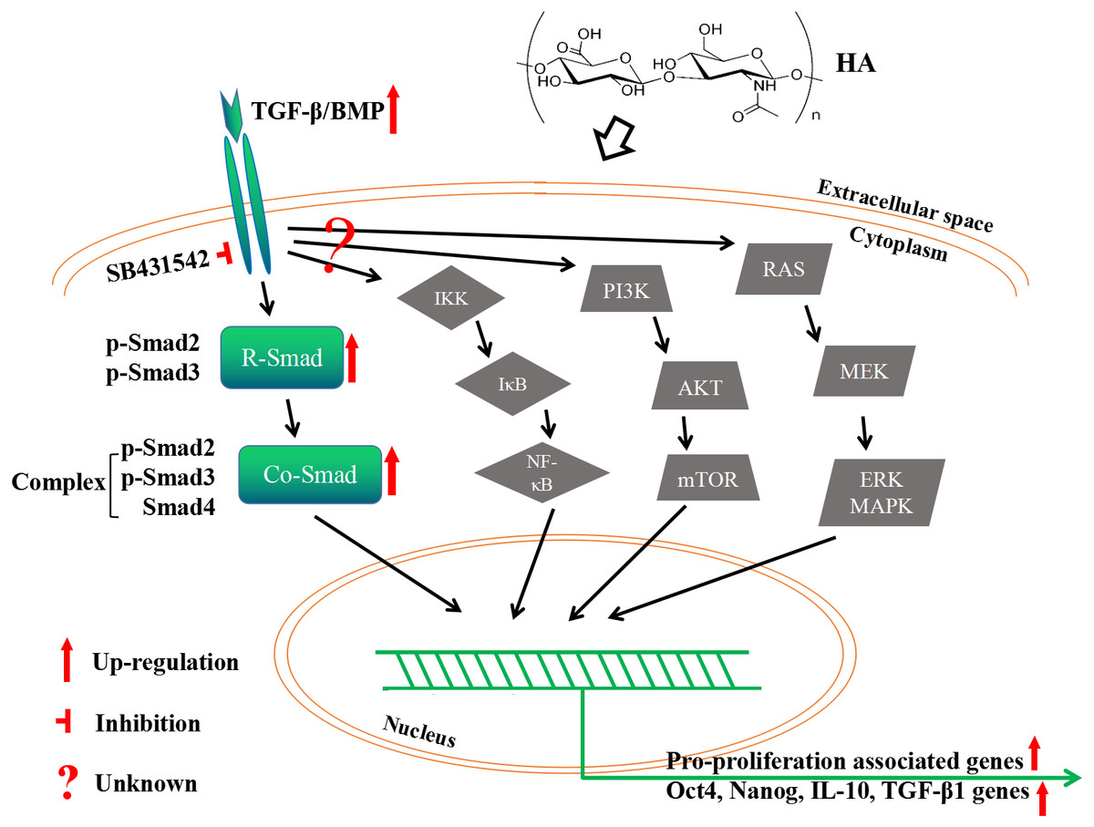 Hyaluronic Acid Ameliorates The Proliferative Ability Of Human Amniotic