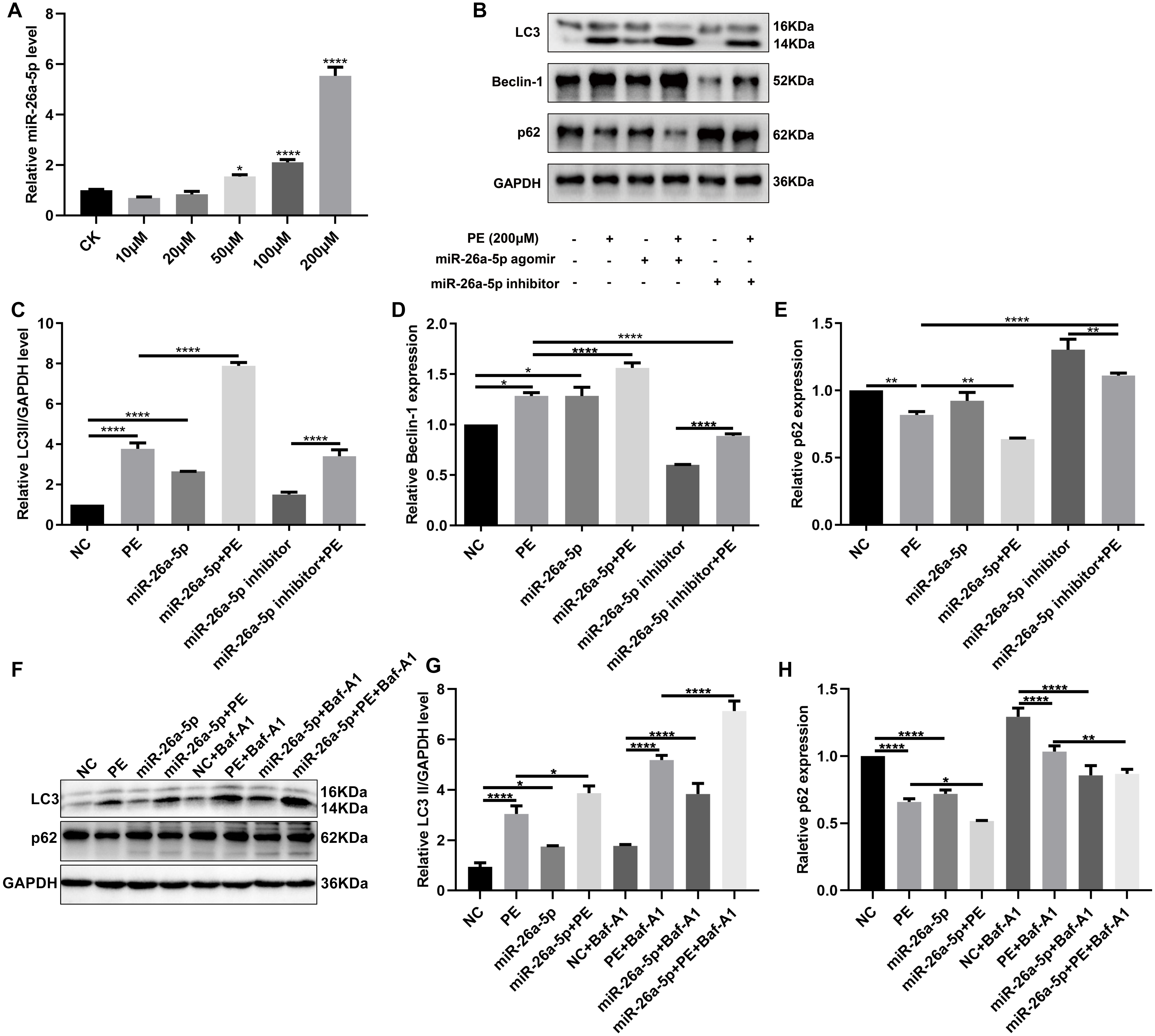 Mir A P Inhibits Gsk Expression And Promotes Cardiac Hypertrophy