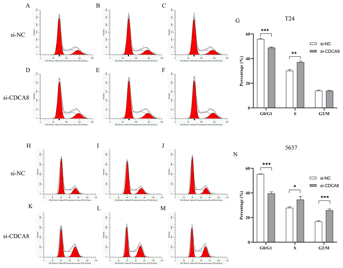 Knockdown Of Cdca Inhibits The Proliferation And Enhances The