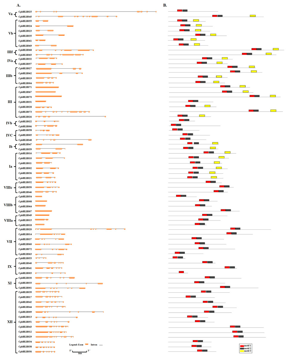 Genome Wide Analysis Of Basic Helix Loop Helix Transcription Factors In