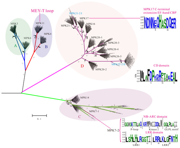 Comparative Analysis Of MAPK And MKK Gene Families Reveals Differential