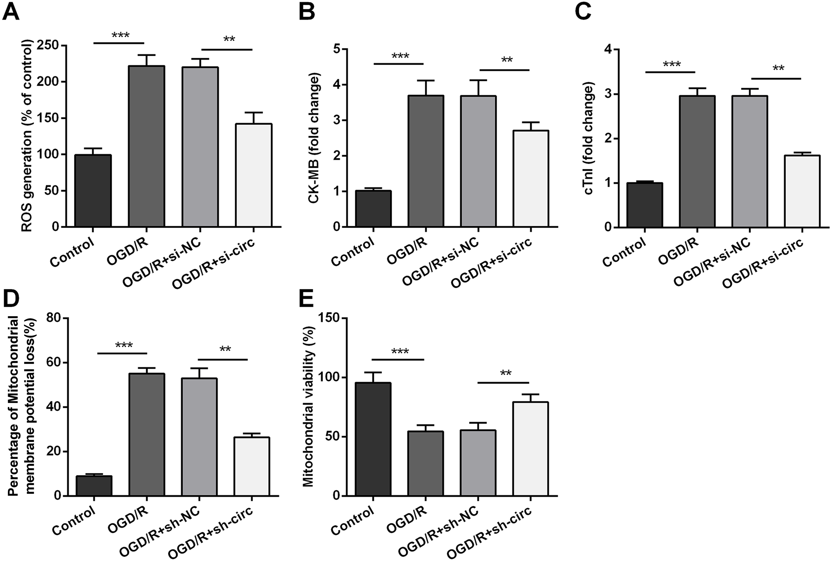 Circ 0030235 Knockdown Protects H9c2 Cells Against OGD R Induced Injury