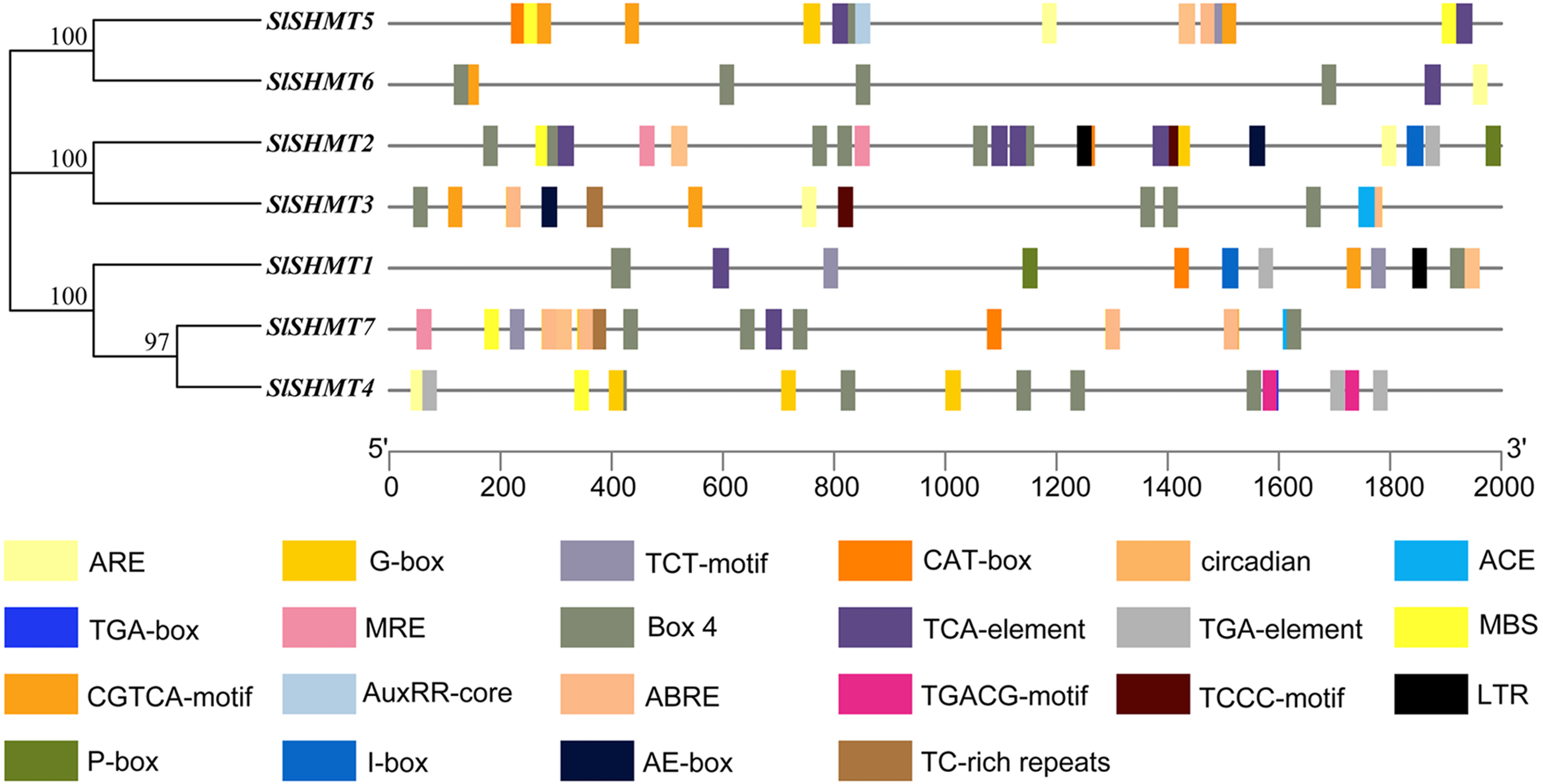 Genome Wide Identification And Expression Analysis Of Serine