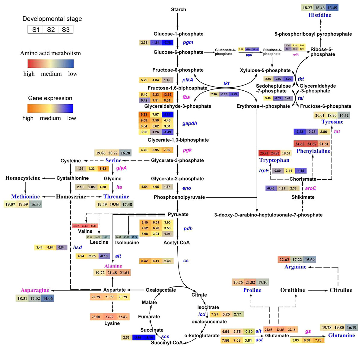 Amino Acids Profiling And Transcriptomic Data Integration Demonstrates