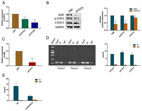 Lincrna Inhibits Apoptosis And Inflammation In Lps Induced Beas B