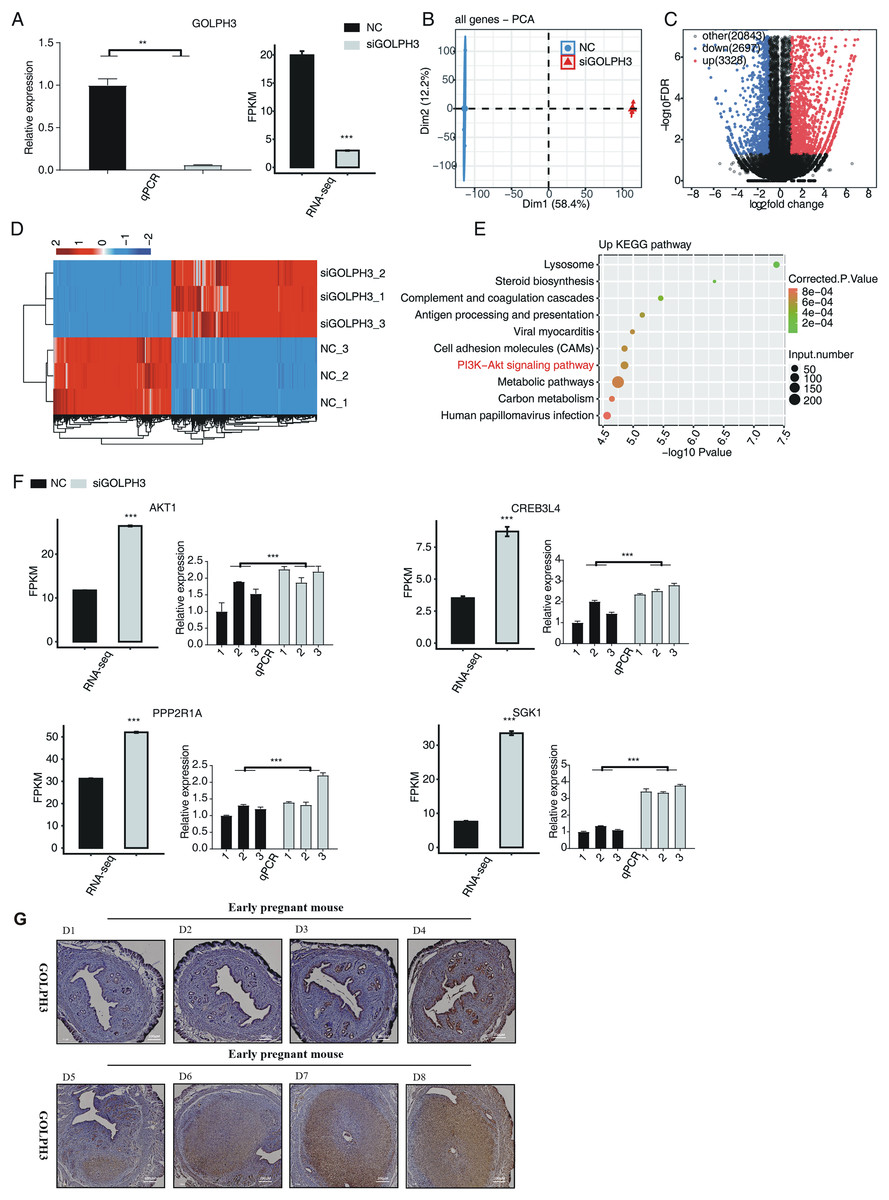 GOLPH3 Modulates Expression And Alternative Splicing Of Transcription