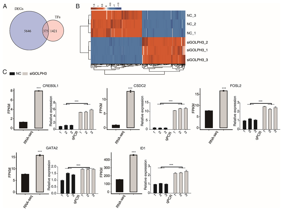 GOLPH3 Modulates Expression And Alternative Splicing Of Transcription