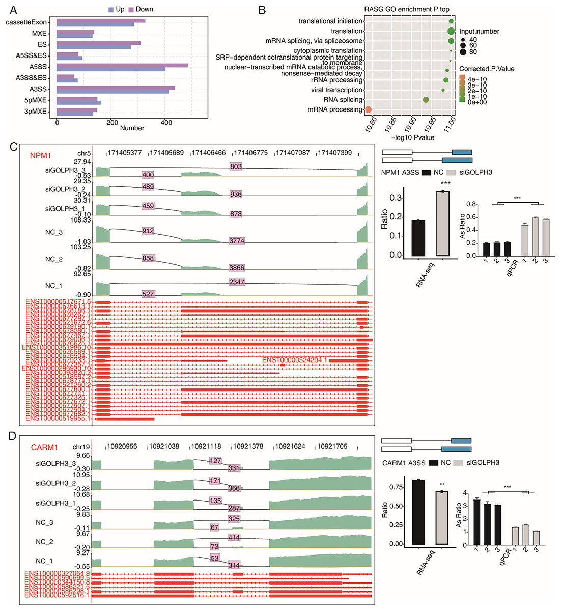 Golph Modulates Expression And Alternative Splicing Of Transcription