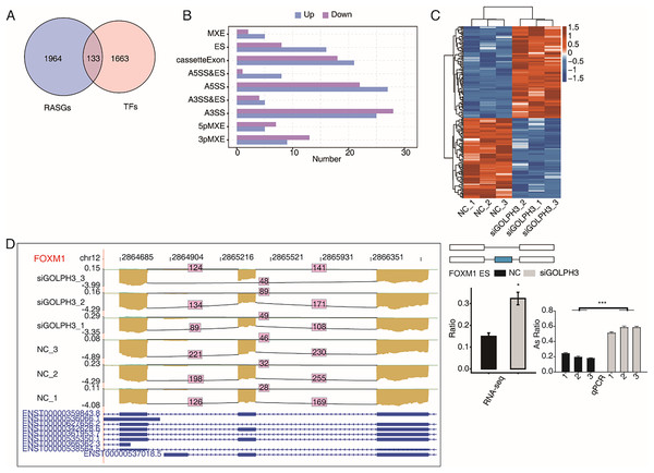 GOLPH3 Modulates Expression And Alternative Splicing Of Transcription