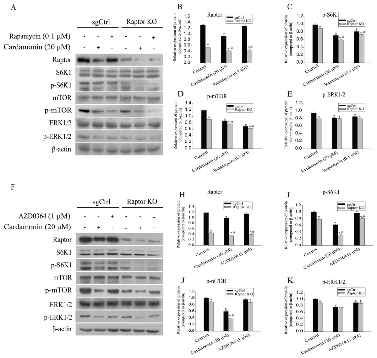 Raptor Couples Mtorc And Erk Inhibition By Cardamonin With