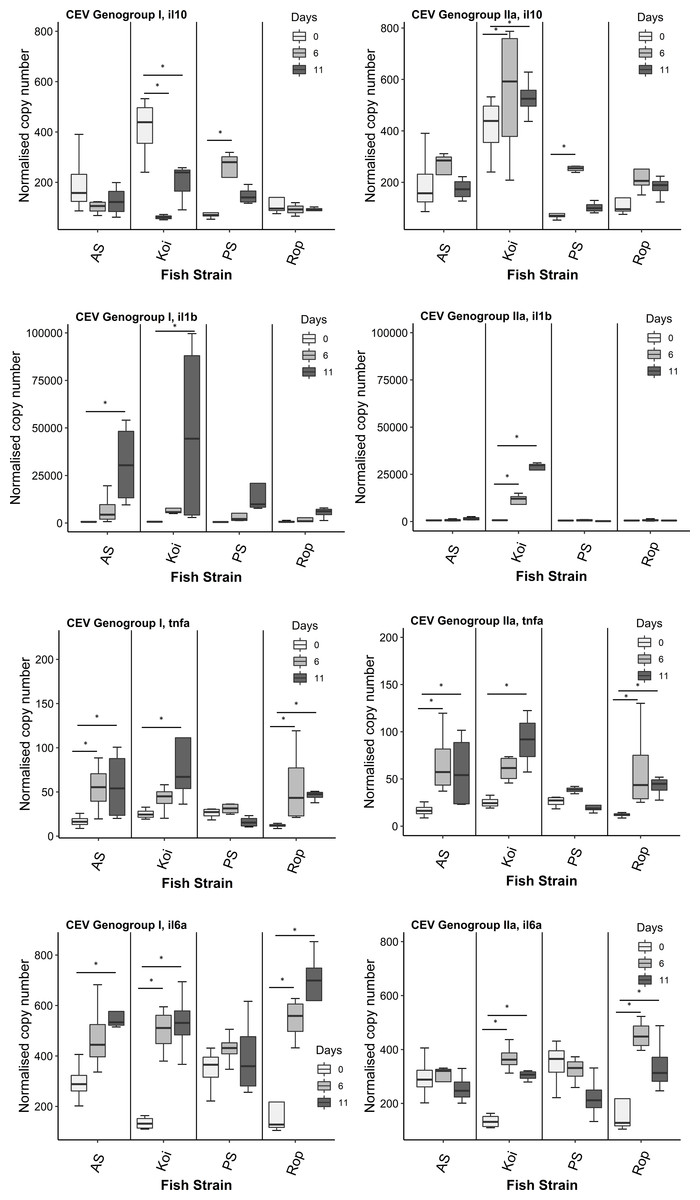 Immune Responses In Carp Strains With Different Susceptibility To Carp