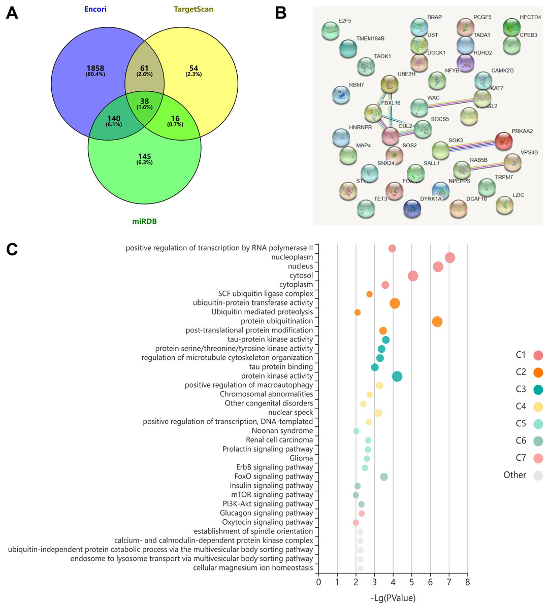 Microrna P Suppresses Cervical Carcinoma Growth And Metastasis By