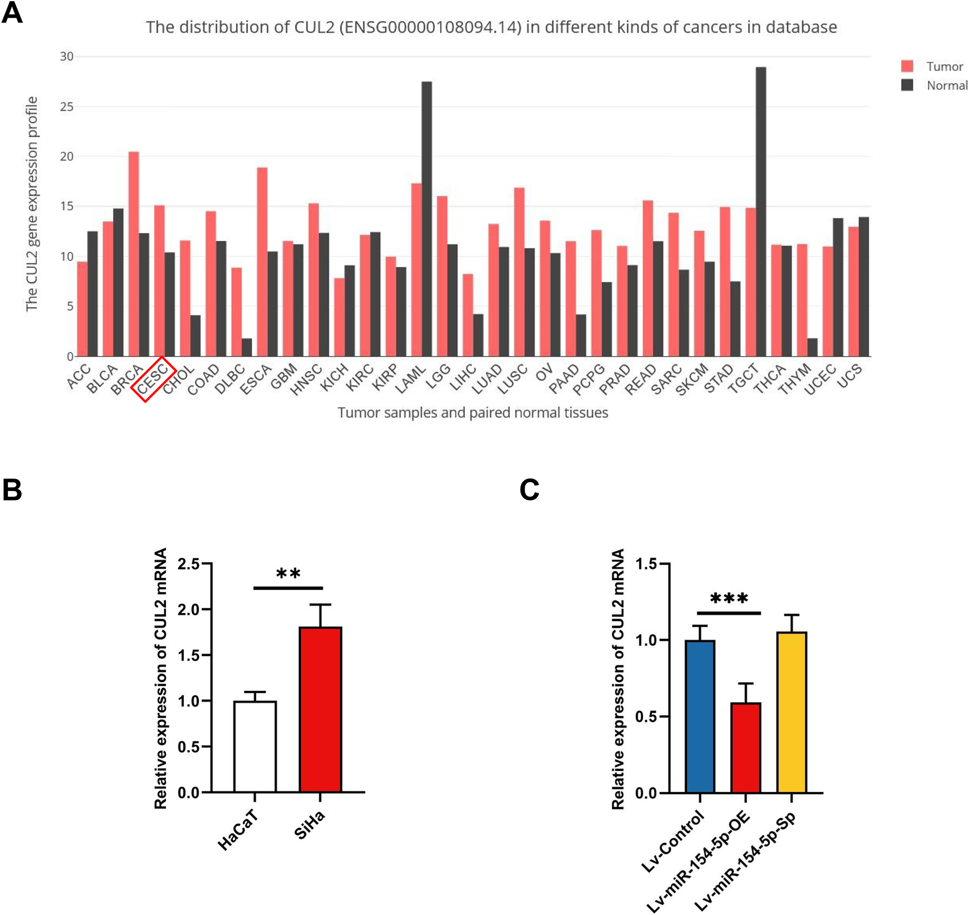 Microrna P Suppresses Cervical Carcinoma Growth And Metastasis By