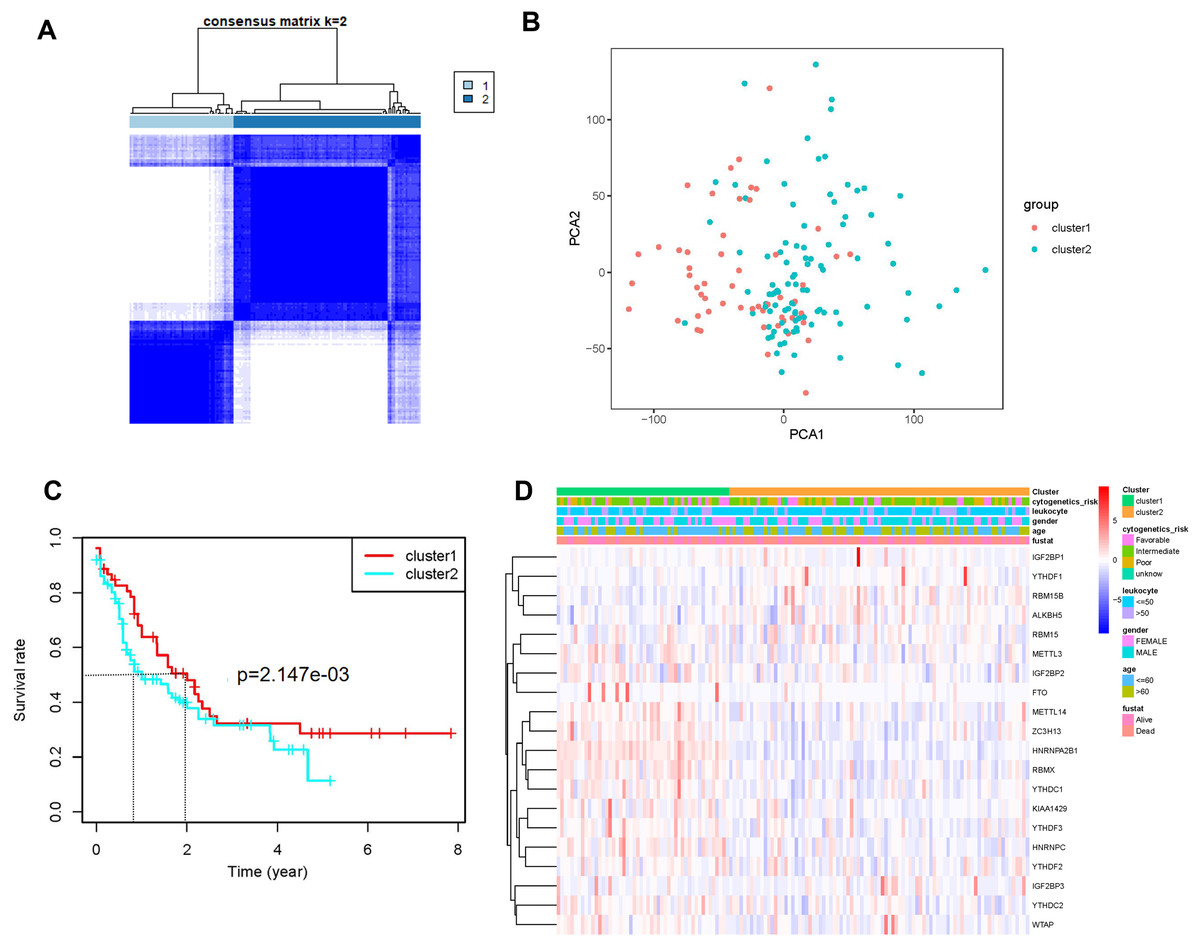 RNA N6 Methyladenosine Reader IGF2BP3 Promotes Acute Myeloid Leukemia