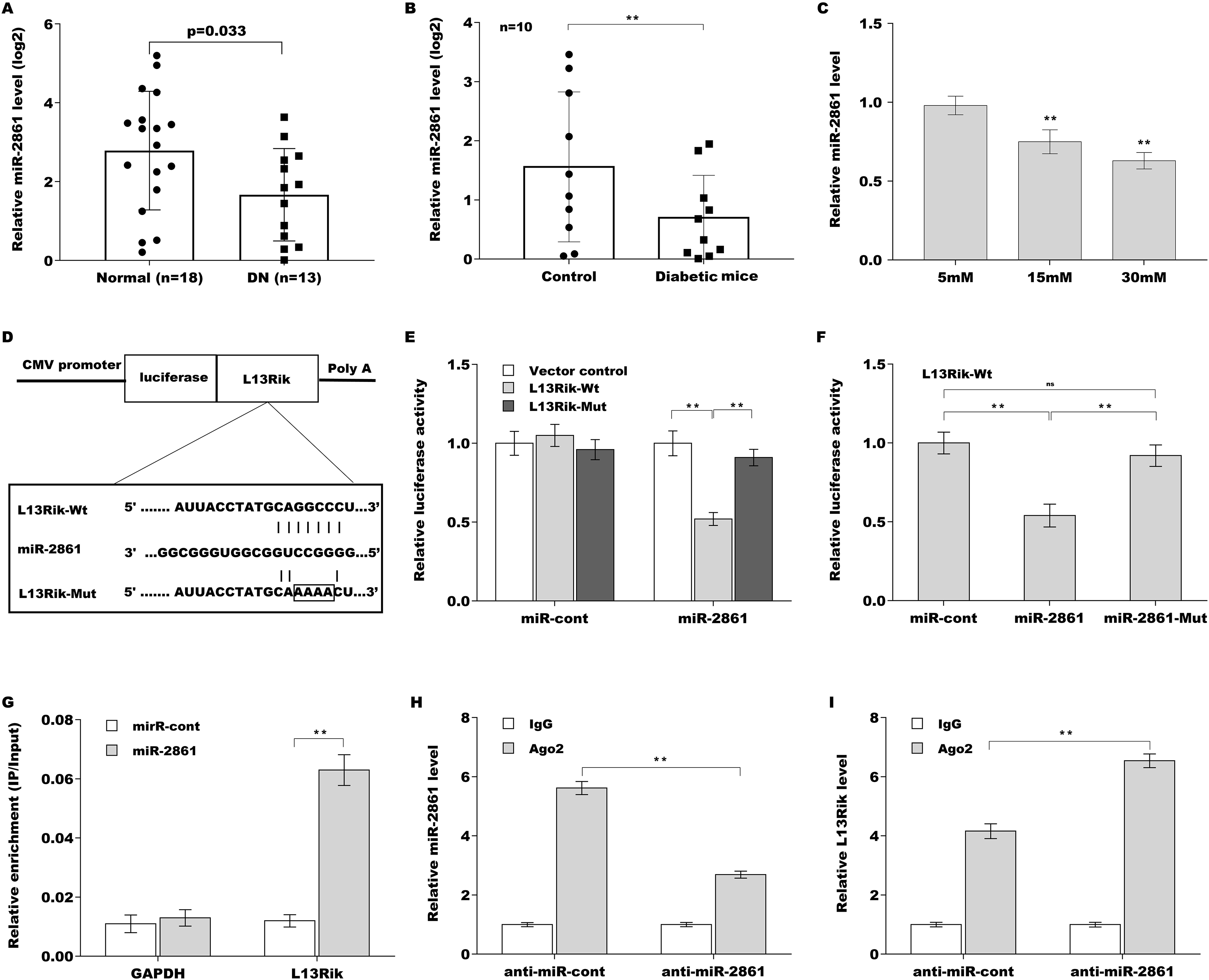 Long Noncoding RNA L13Rik Promotes High Glucose Induced Mesangial Cell