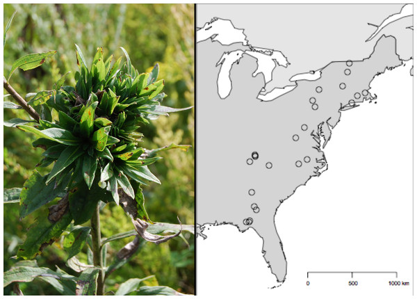 Geographic distribution of the 24 Solidago altissima populations surveyed for Rhopalomyia solidaginis across the eastern United States.