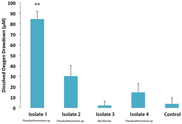 Dissolved oxygen drawdown by four single bacterial strains isolated from M. annularis and exposed to turf exudate.