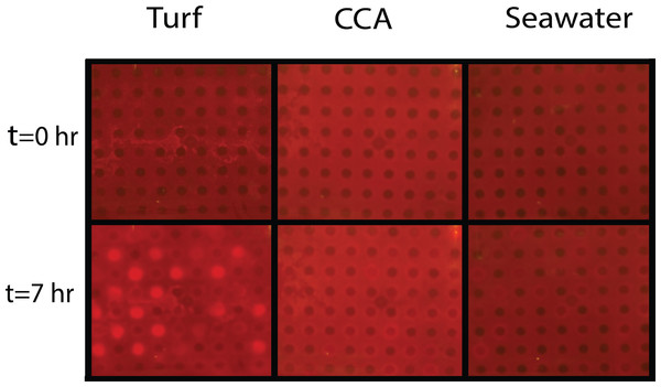 Experimental biological oxygen demand (BOD) plates.