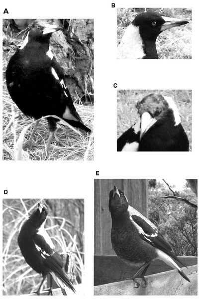 Head positions of the magpies.