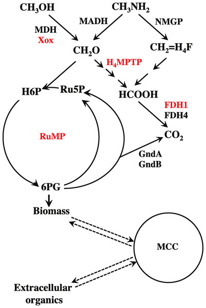 Schematic of central metabolism of Methylophilaceae and major metabolic modules addressed in this study.