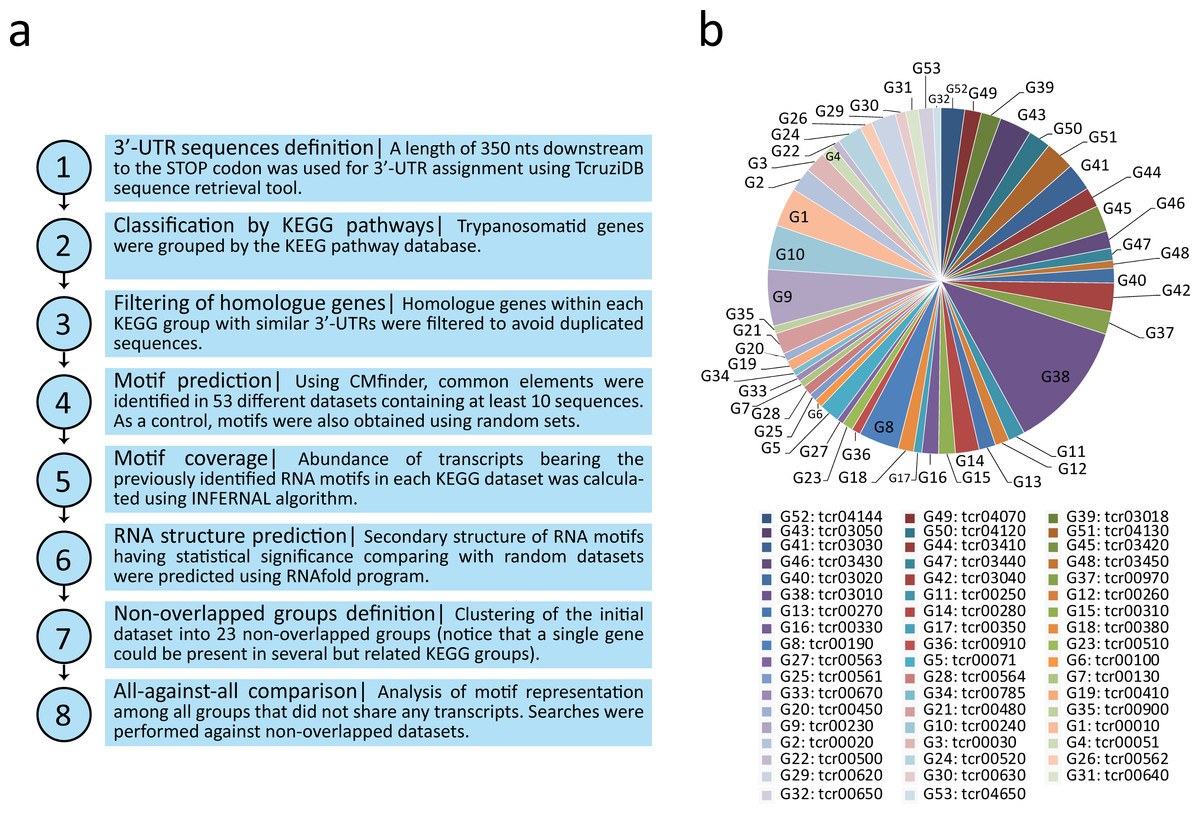 gluconeogenesis kegg analysis untranslated Genome 3â€² of the supports wide regions