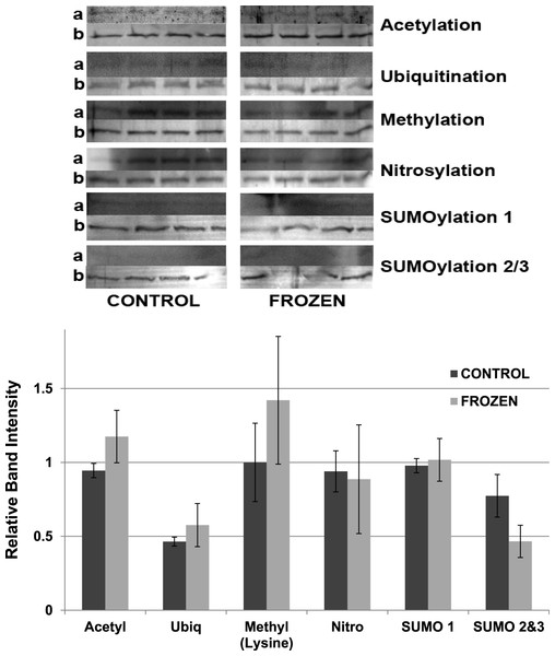 Posttranslational modifications of purified muscle LDH from control and 24 h frozen frogs.