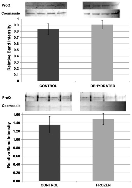 Relative phosphorylation levels of purified muscle LDH from control, frozen and dehydrated frogs.