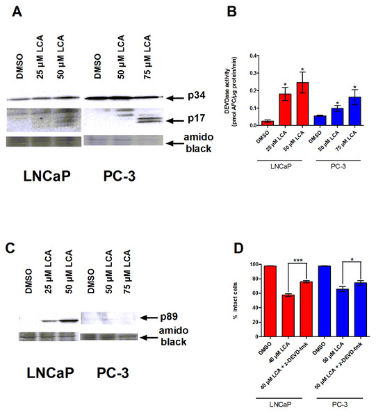 LCA-induced cell death is a caspase-3-dependent process.