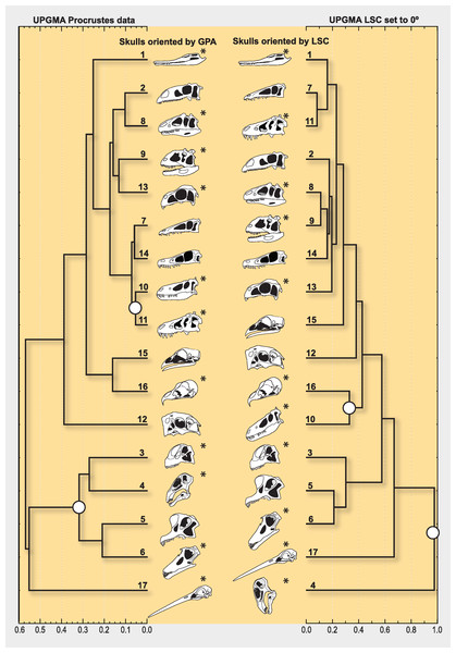 UPGMA phenograms grouping dinosaur skulls by geometric similarity.
