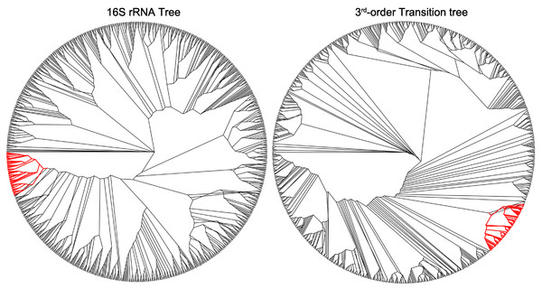 A collection of Enterobacteriaceae consisting of Salmonella, Escherichia and Shigella as example of taxa which cluster similarly in the 16SrRNA and third-order transition trees.