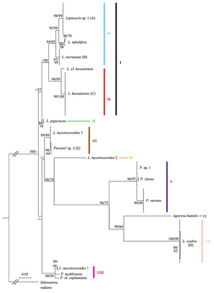 Bayesian phylogeny of Hawaiian Leptoseris and Pavona spp. using the mitochondrial cox1-1-rRNA intron.