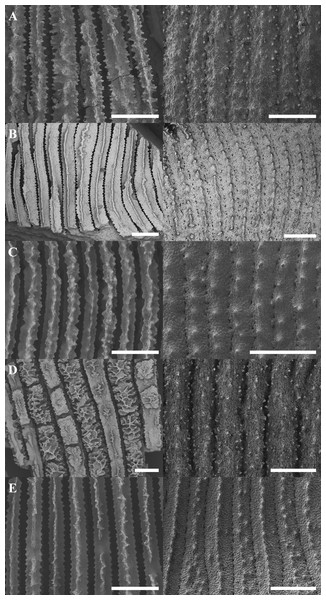 Scanning electron micrographs showing representative septocostal and costal micromorphologies for selected Leptoseris and Pavona spp.