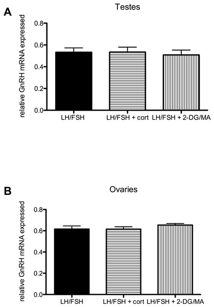 Stressors do not affect gonadal expression of GnRH mRNA in photosensitive birds.