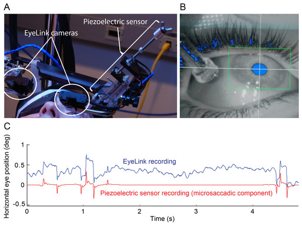 Simultaneous eye movement recording setup.