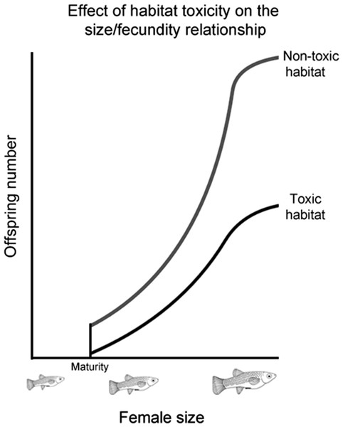 Effect of habitat toxicity on the size/fecundity relationship.