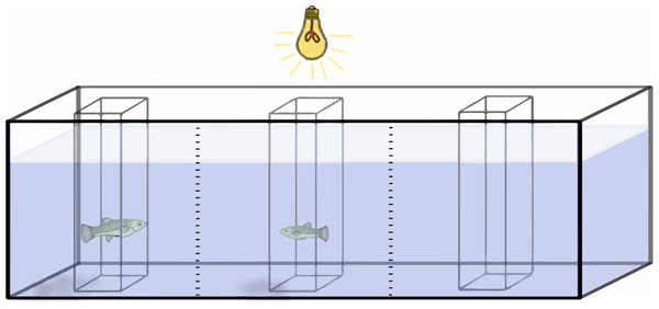 Experimental setup.