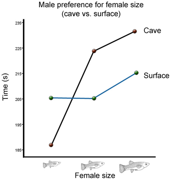 Male preference for female size (cave vs. surface).