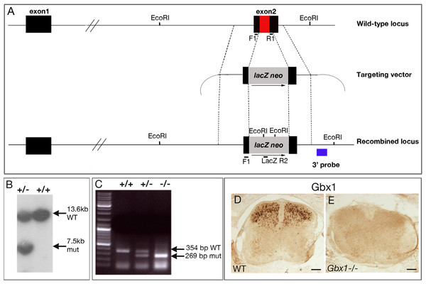 Inactivation of the mouse Gbx1 gene by homologous recombination in embryonic stem (ES) cells.