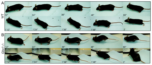 Abnormal phenotype of a 10 week-old Gbx1−/− mouse when walking.