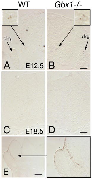Examples of TUNEL labeling of lumbar spinal cord sections of wild-type (A, C) and Gbx1−/− (B, D) mice.