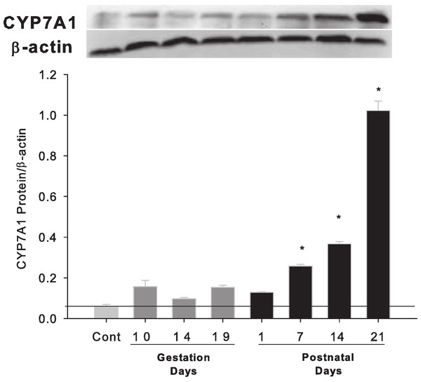 Hepatic expression of bile acid synthesis rate-limiting protein CYP7A1 in pregnant and lactating rats.