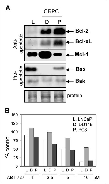 Bcl-2 family protein levels and sensitivity to ABT-737 in PCa cells.