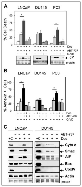 ABT-737 enhances Doc-mediated apoptotic cell death in LNCaP and PC3 but not in DU145 PCa cells.