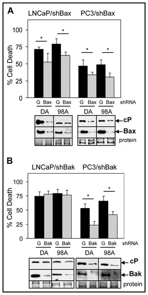 Bax suppression has a greater effect on ABT-737-mediated Doc/1198-induced apoptotic cell death than Bak suppression in LNCaP cells.