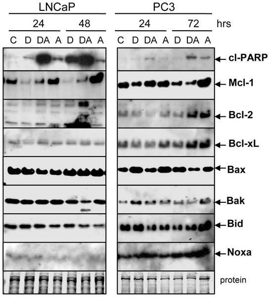 Doc counteracts the ABT-737-mediated increase in Mcl-1 protein.