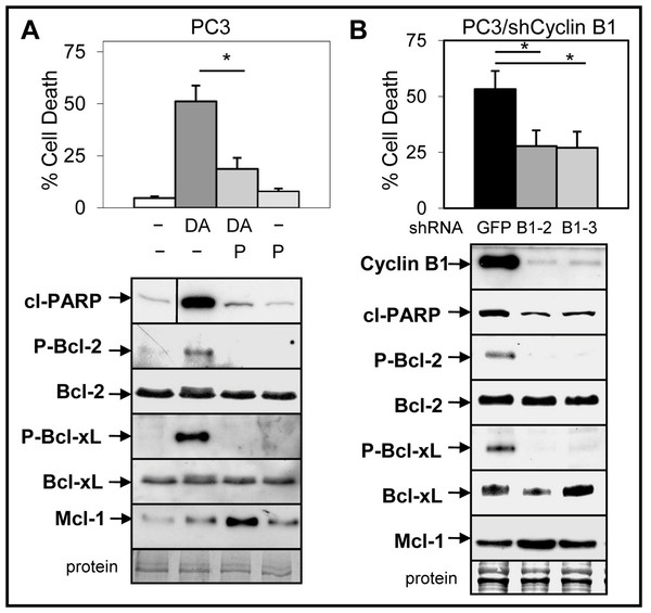 Inhibition of cyclinB1/Cdk1-mediated phosphorylation of Bcl-2/Bcl-xL blocks ABT-737 enhancement of Doc induced apoptosis in PC3 cells.